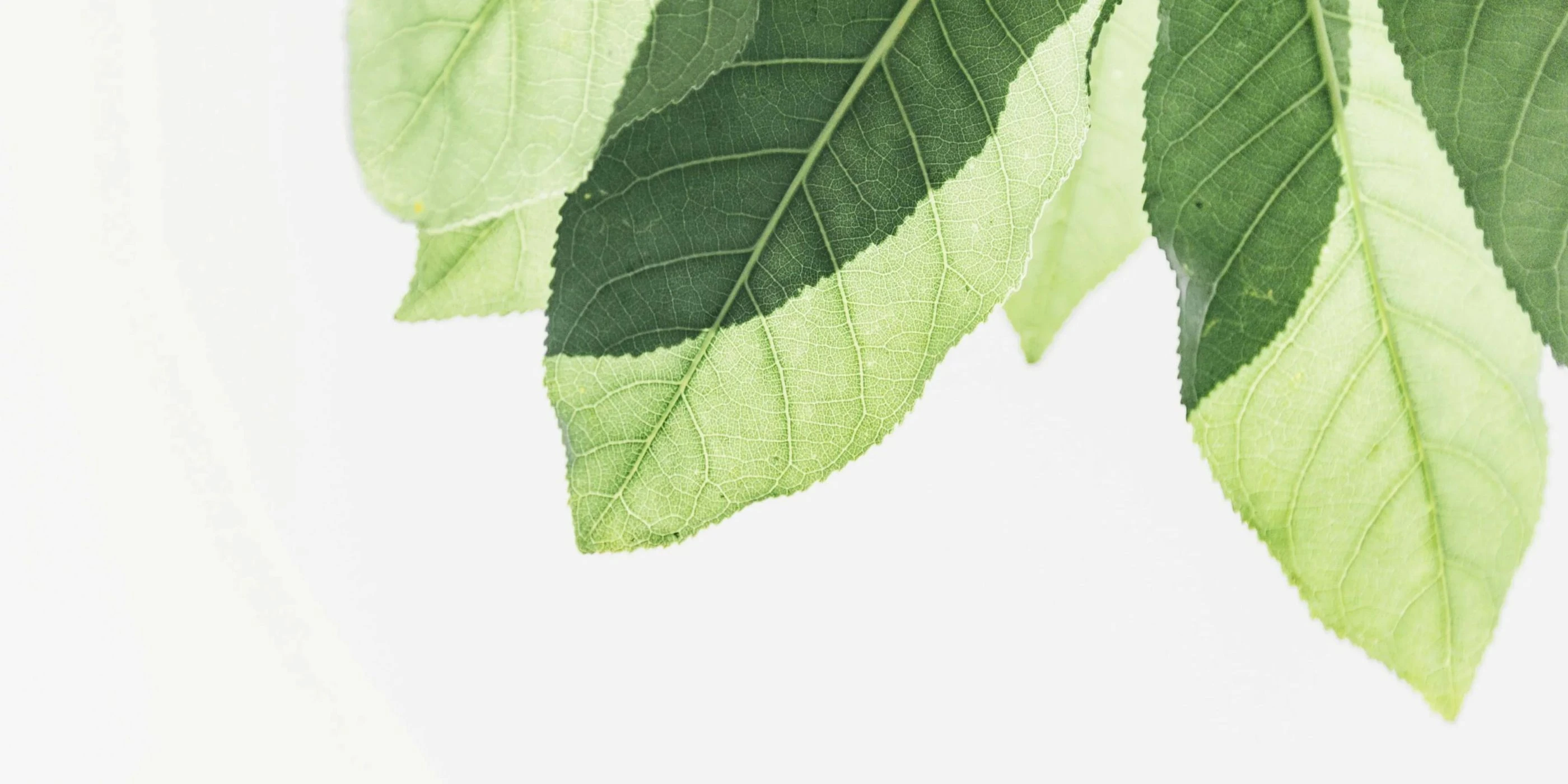 Ancient Wisdom in Every Product
​Welcome to Our Natural Herbal Store🍀