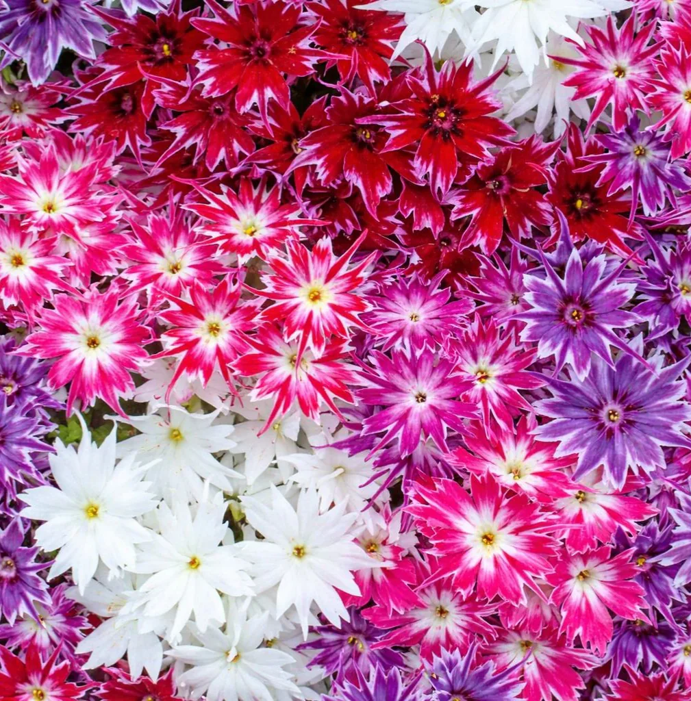 Phlox Twinkle