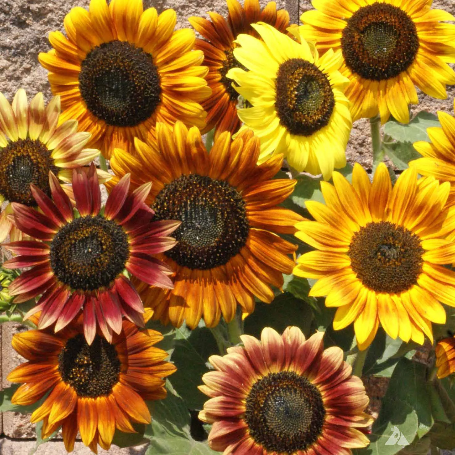 Sunflower Red & Brown
