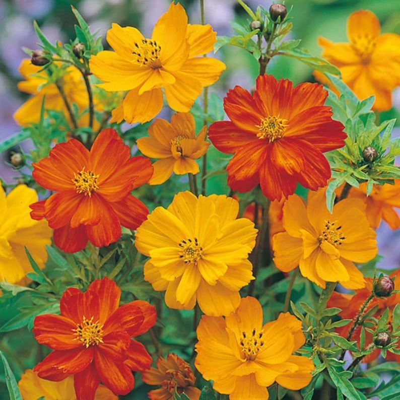 Cosmos Brightlight Mix