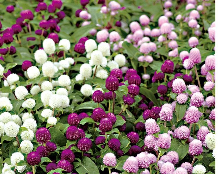 Gomphrena Mix