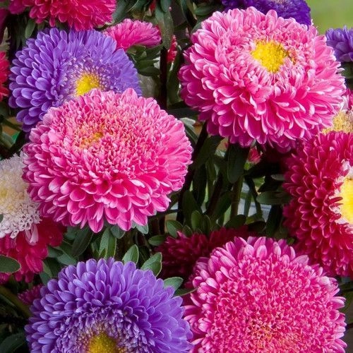 Aster Mix