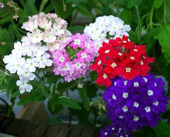 Verbina Mix