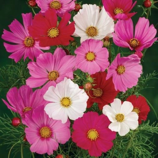 Cosmos Sensation Mix