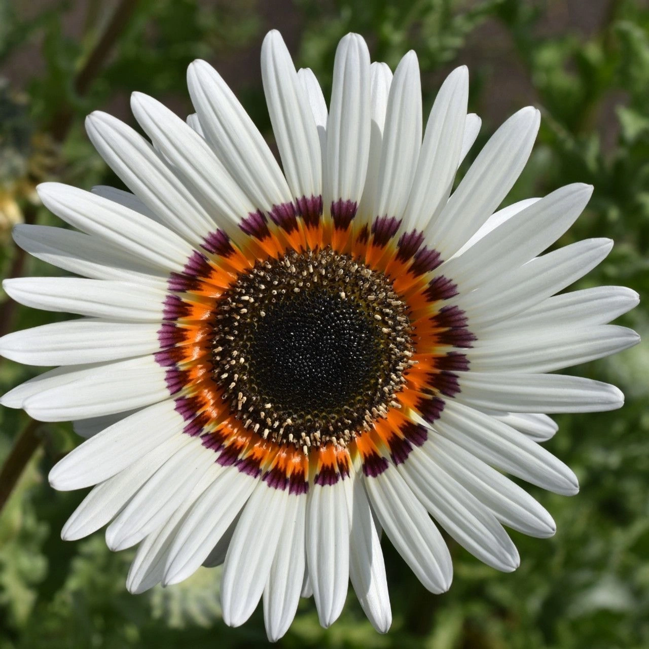 Venedium White