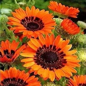 Venedium Orange
