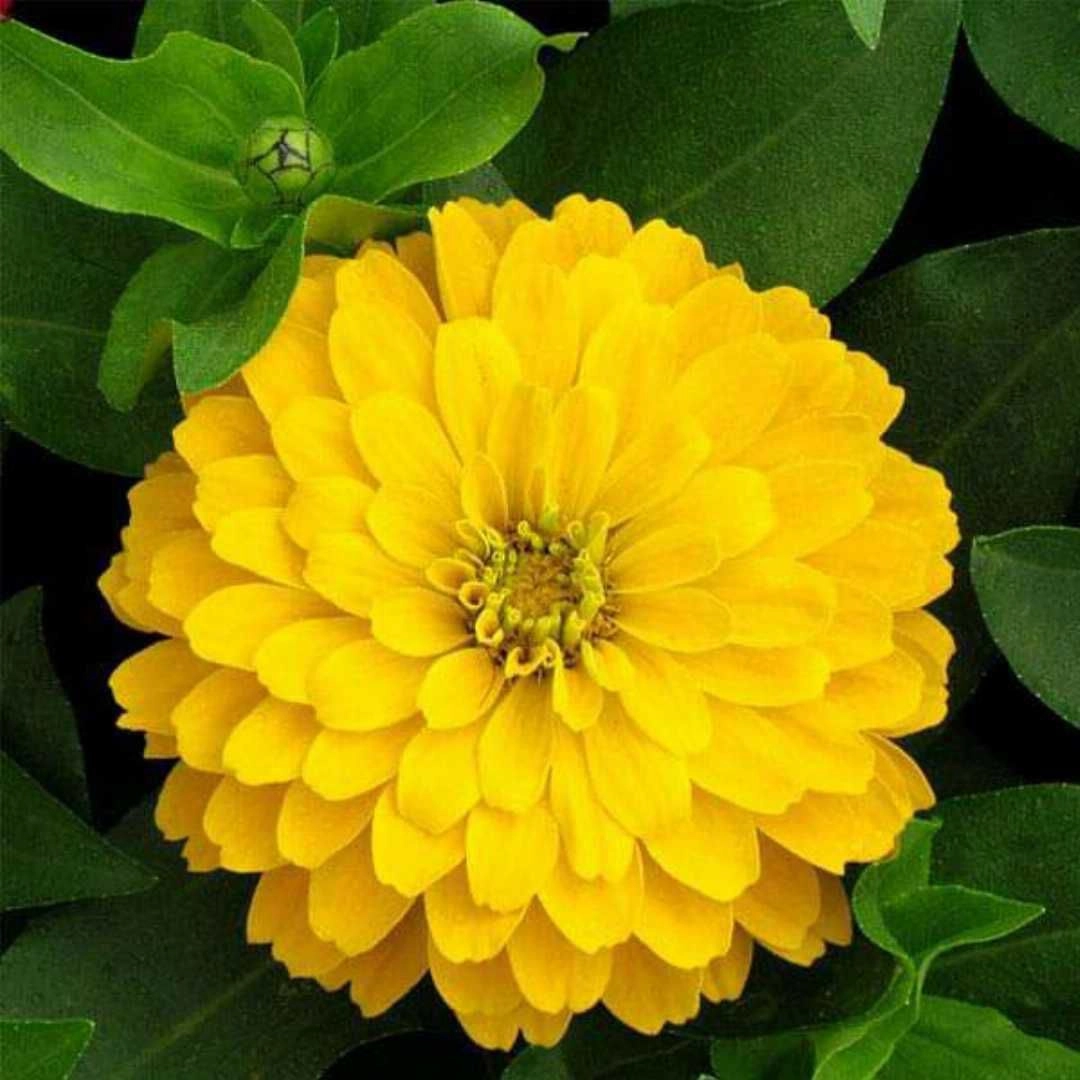 Zinnia Yellow
