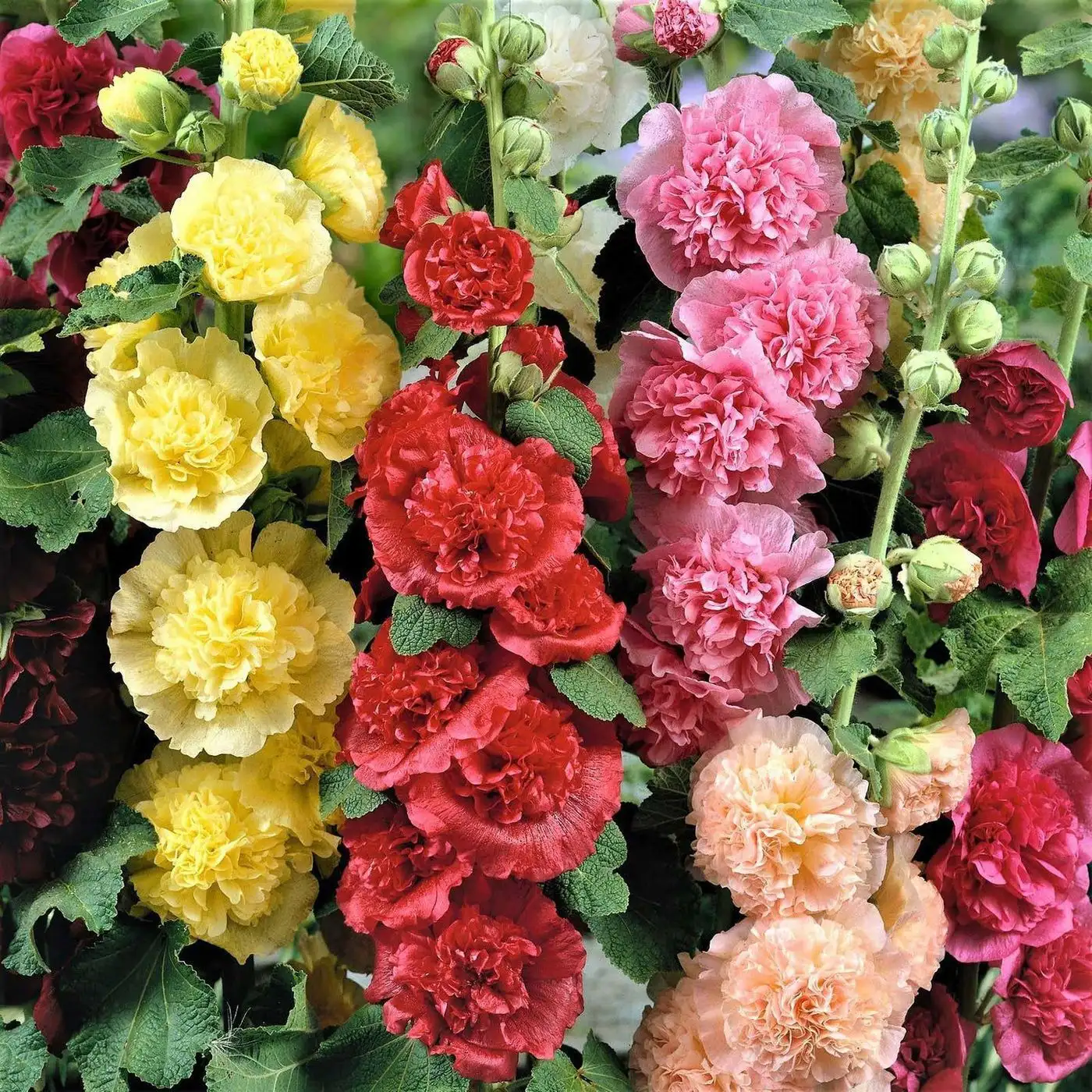 Hollyhocks Double Mix