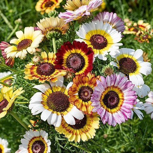 Chrysanthemum Mix