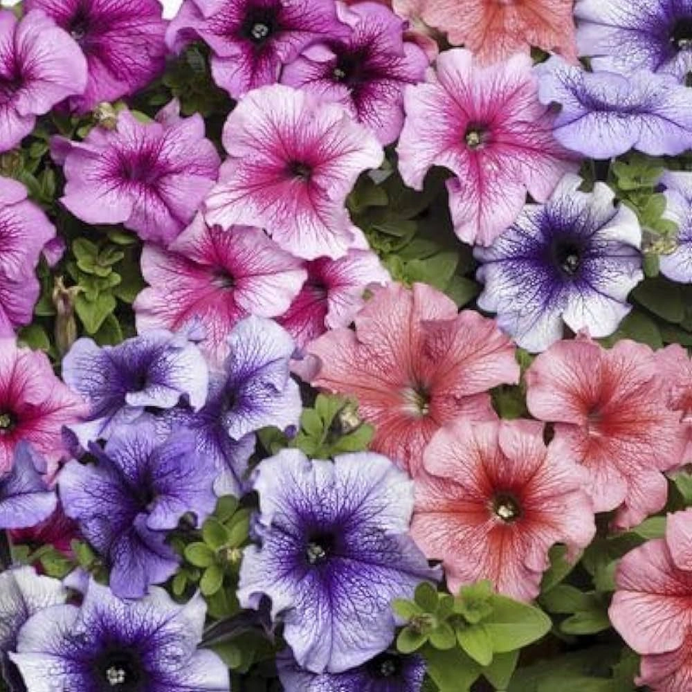 Petunia Daddy Mix