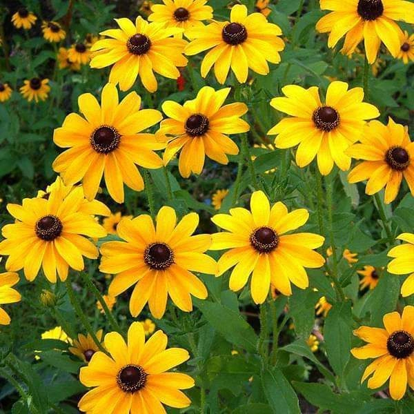 Sunflower Miniature