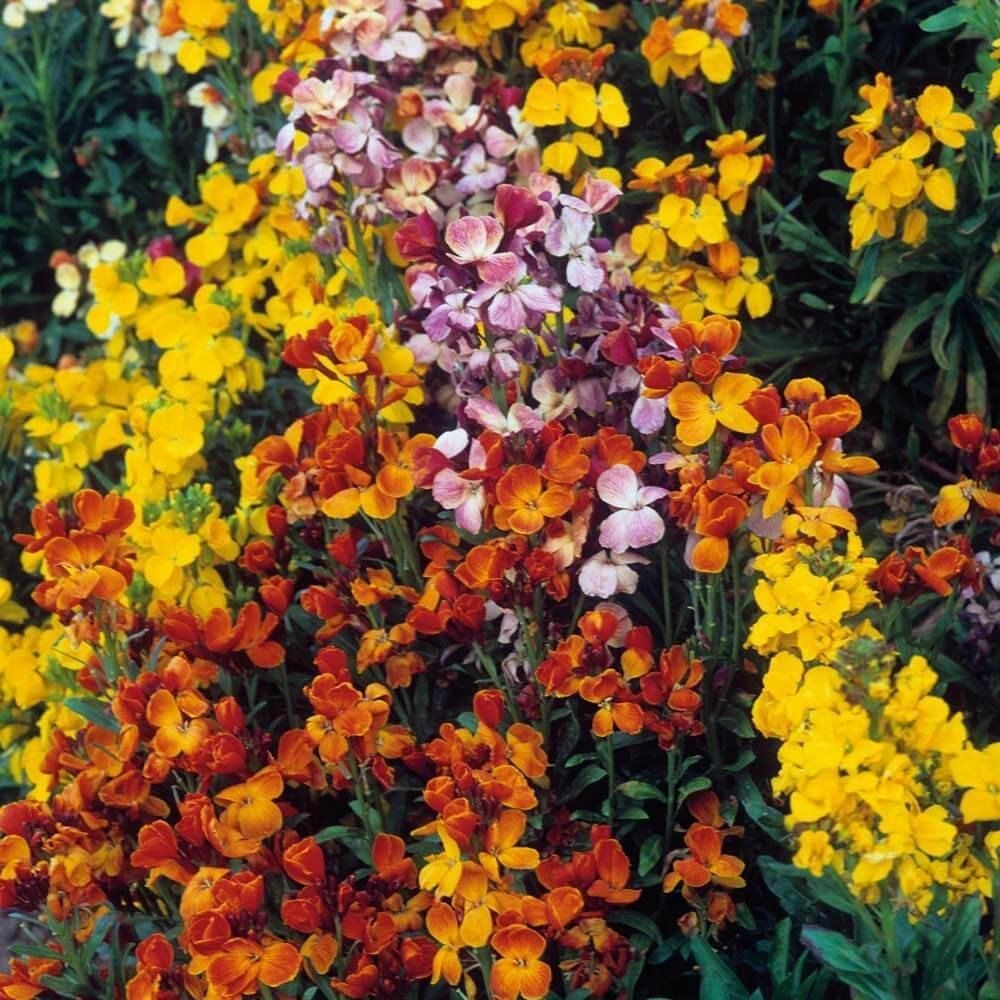 Cheiranthus Cheiri