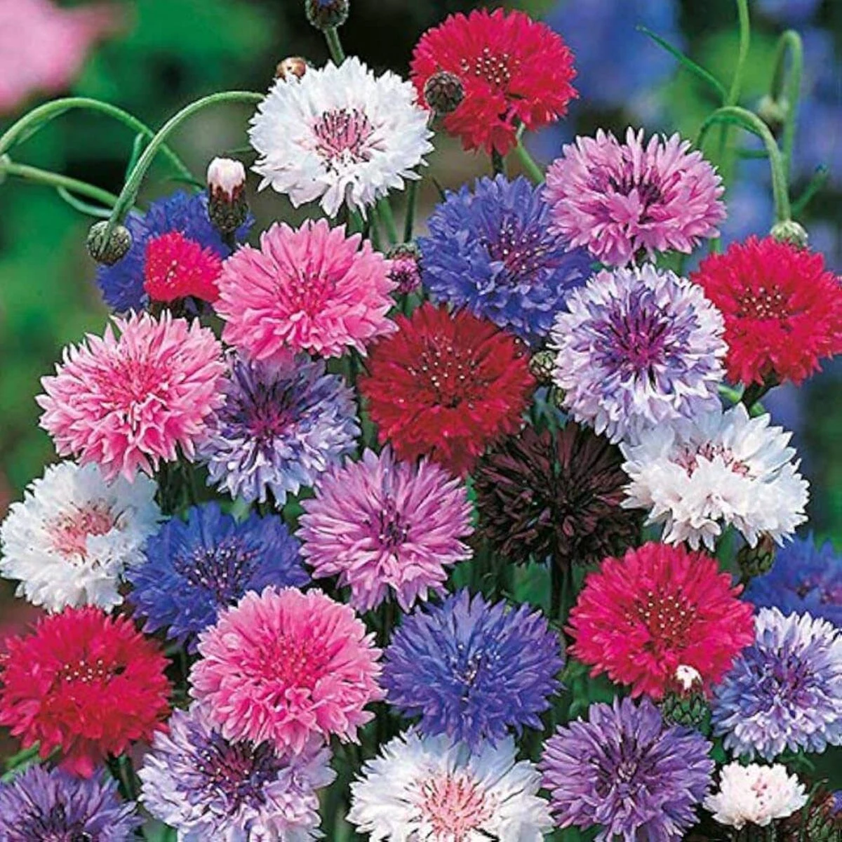 Corn Flower