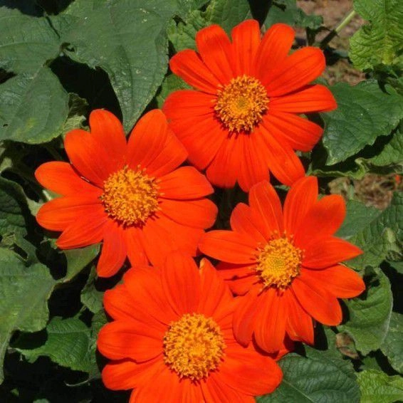 Thithonia