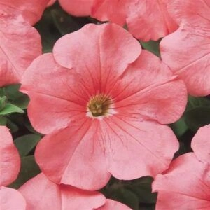 Petunia Celebrity Salmon
