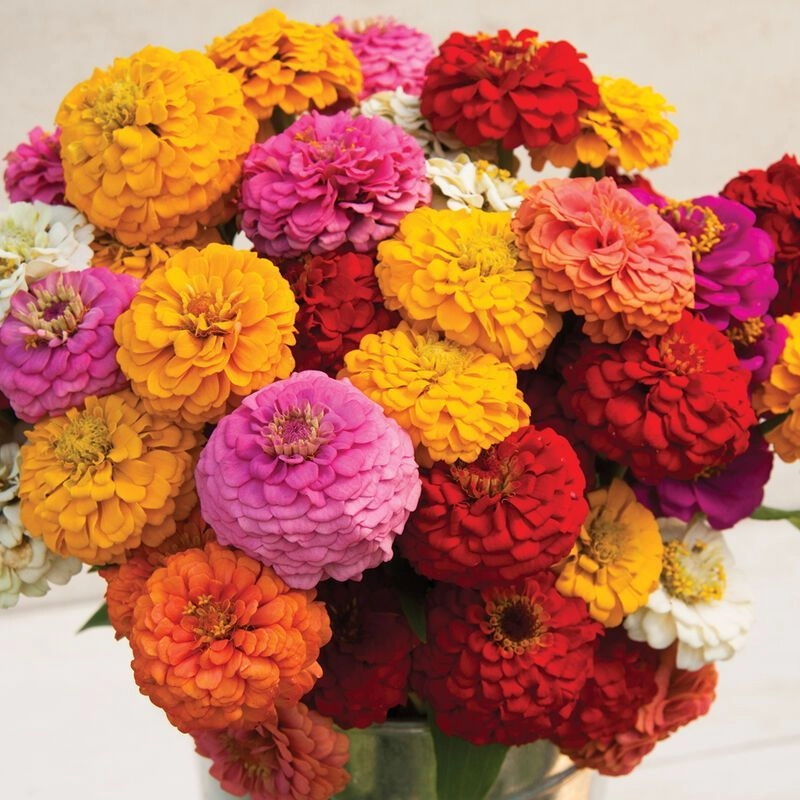 Zinnia Elegans Oklahoma Mix