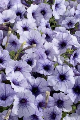Petunia Celebrity Blue Ice