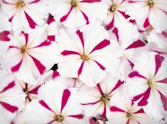Petunia Celebrity Burgundy Star