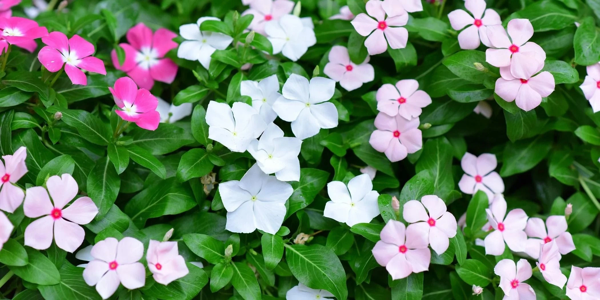 VINCA COLLECTION