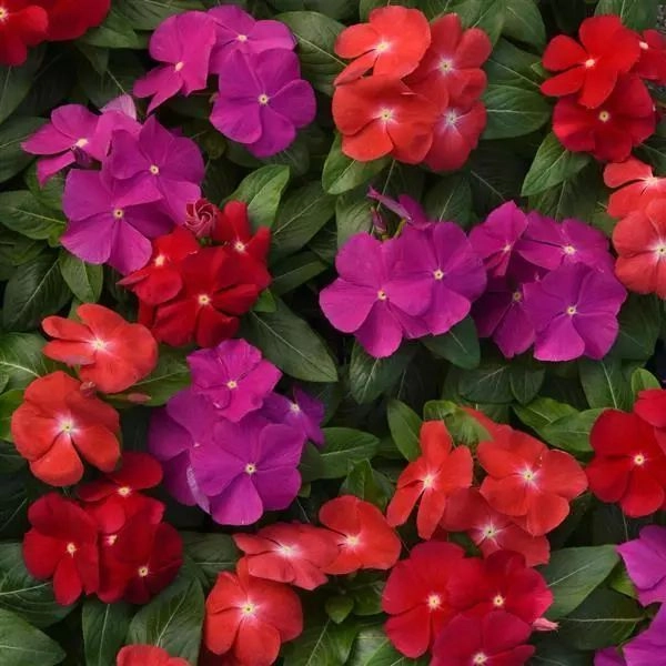 Vinca Pacifica Bold Mix F1