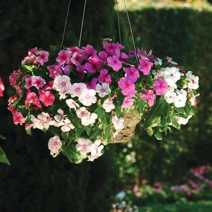 Vinca Mediterranean Mix F1