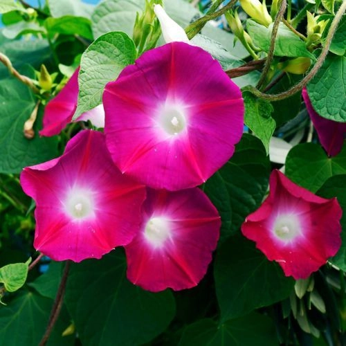Ipomea Scarlet o Hara ( Morning Glory) 1