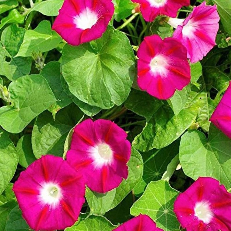 Ipomea Scarlet o Hara ( Morning Glory) 2