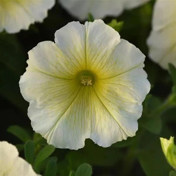 Petunia Mirage Yellow