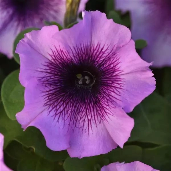 Petunia Mirage Plum Crystal