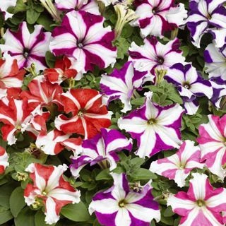 Petunia Tritunia Star