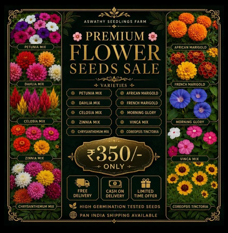 🌱🏵️🌸🏵️🌸🏵️🌱