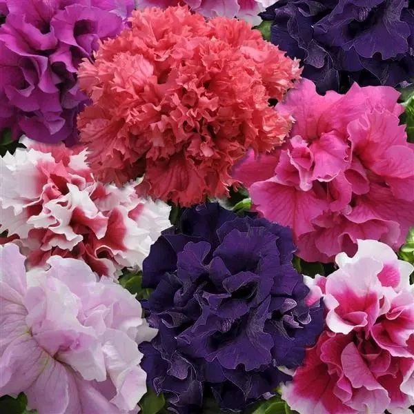Petunia Double Duo (Hybrid)