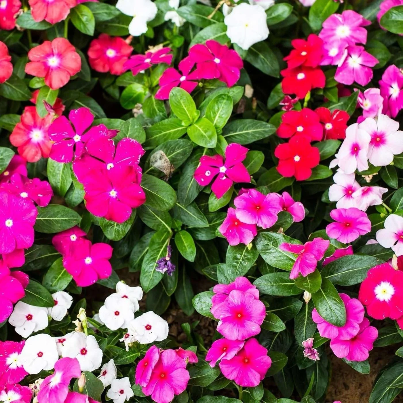 Vinca Mix Desi