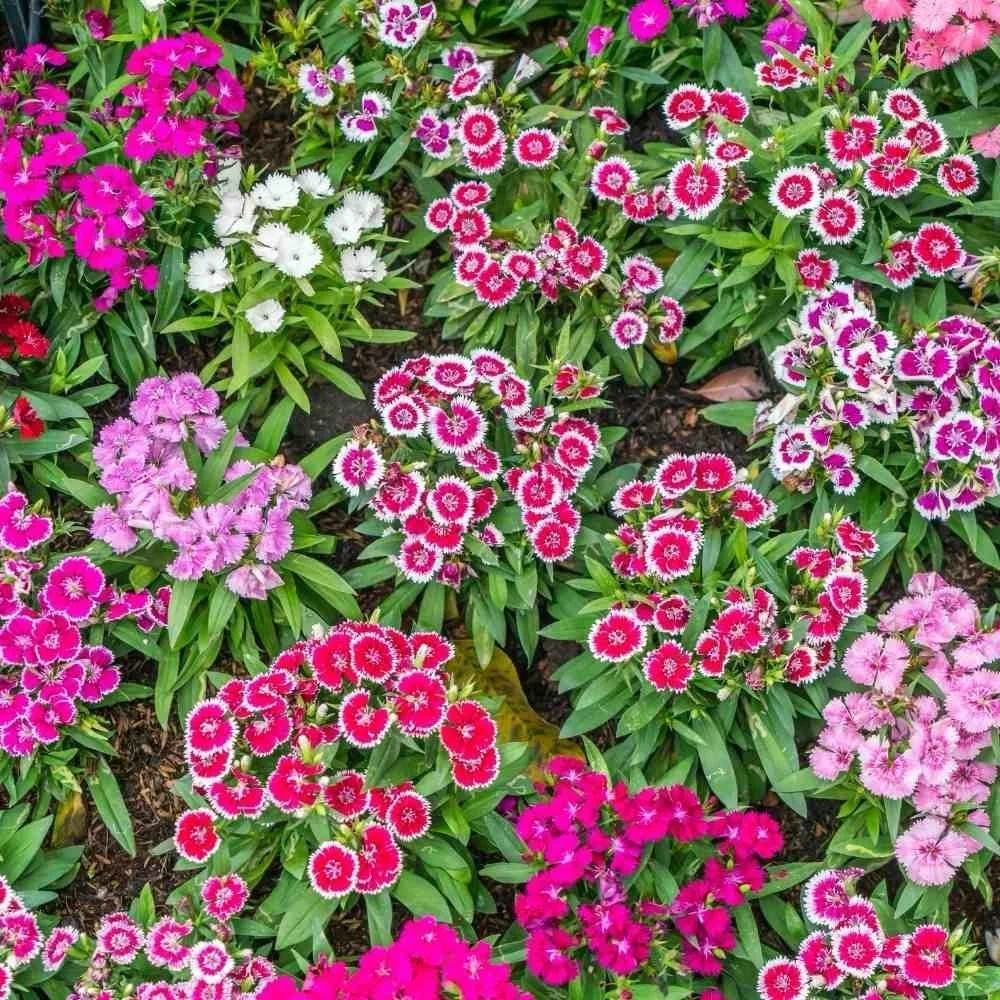 Dianthus Mix Desi