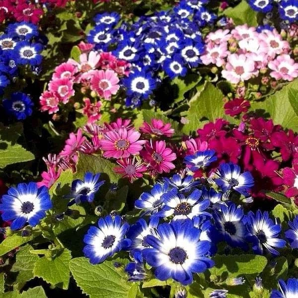 Cineraria Mix