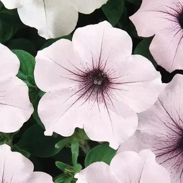 Petunia Tidalwave Silver Spreading 1