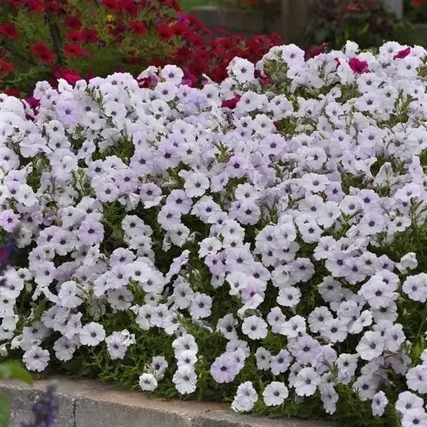 Petunia Tidalwave Silver Spreading 2