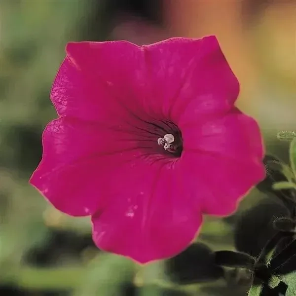 Petunia Tidalwave Cherry Spreading 1