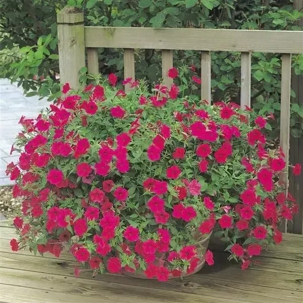 Petunia Tidalwave Cherry Spreading 2
