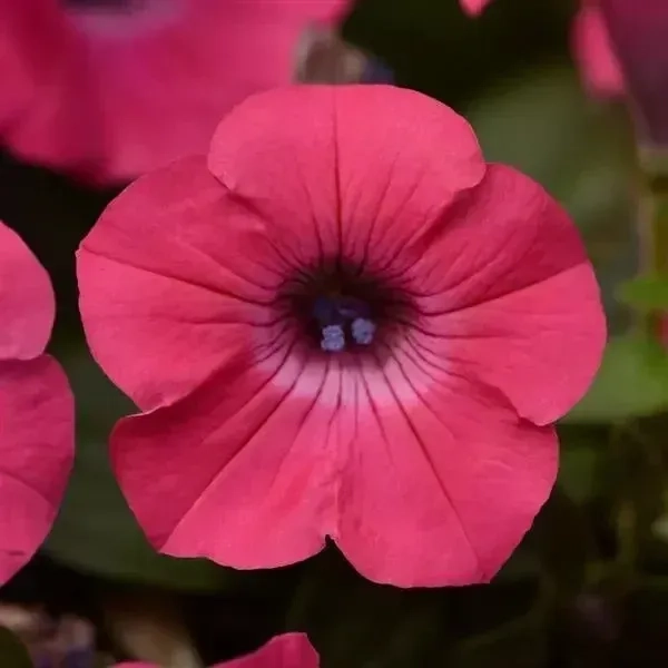 Petunia Tidalwave Pinkhot Spreading 1