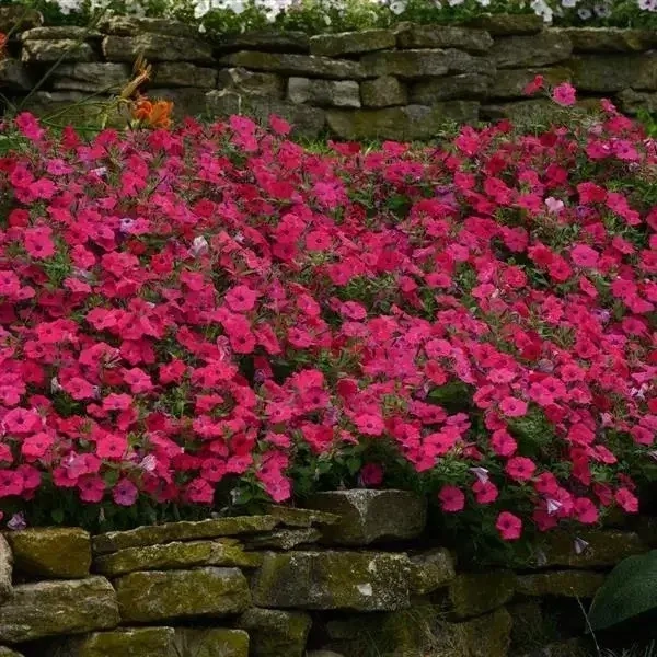 Petunia Tidalwave Pinkhot Spreading 2