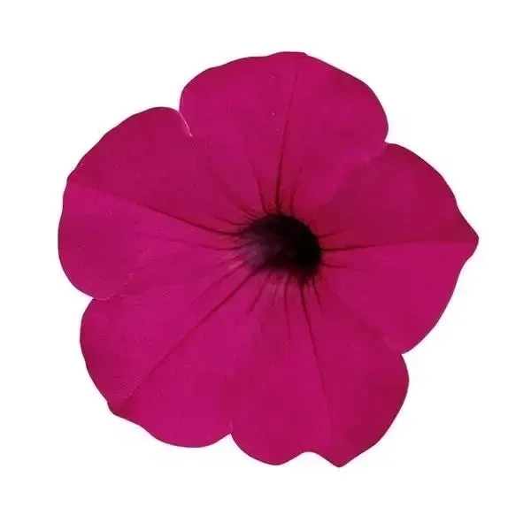 Petunia Tidalwave Purple Spreading