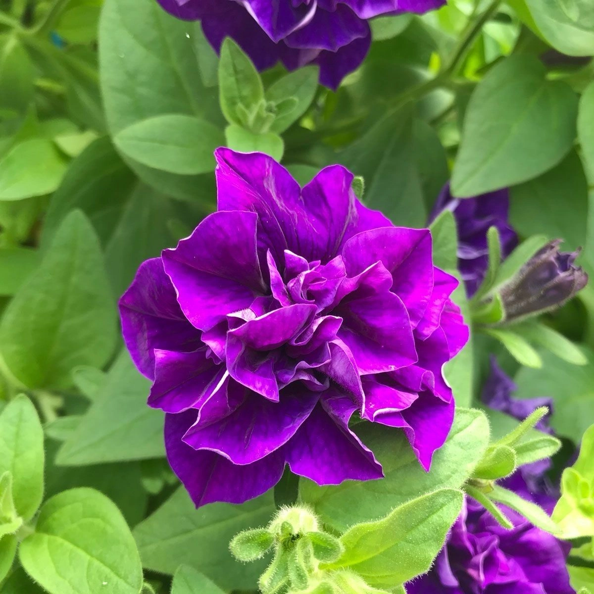 Petunia Thumbelina Diana Violet