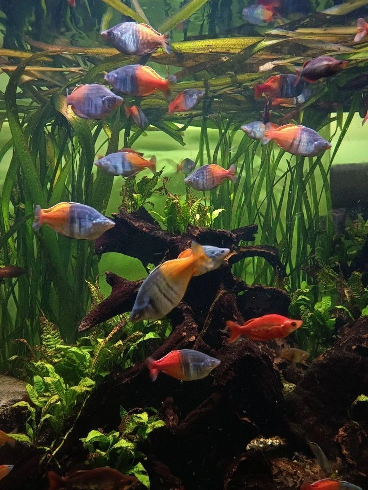 Bosmani Rainbow Shark Pair