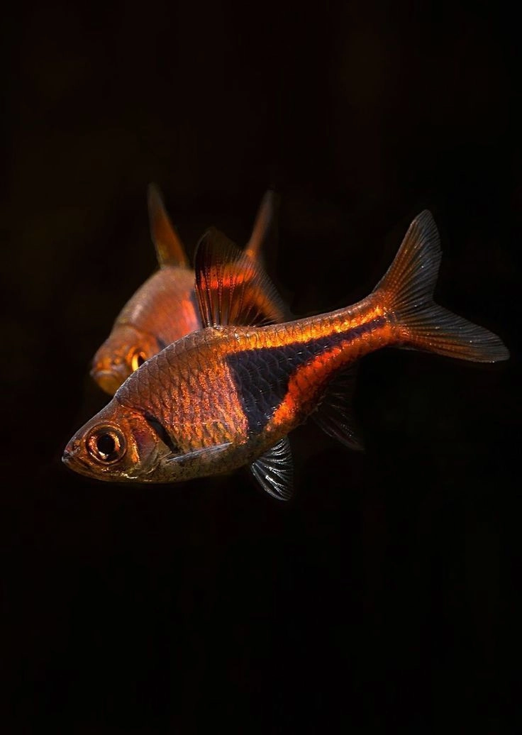 Harliqeen Tetra Pair