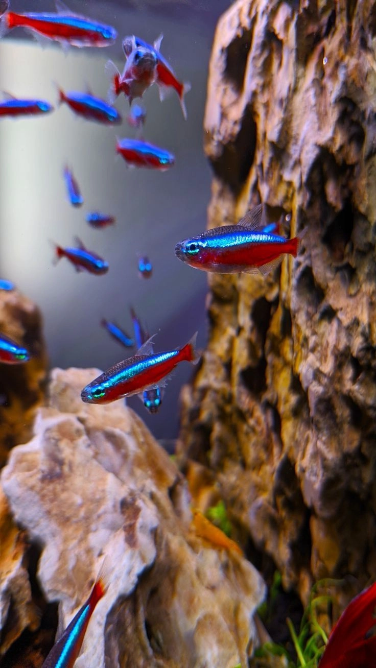 Cardinal Tertra Pair