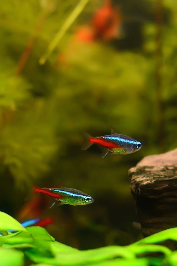 Neon Tetra Pair