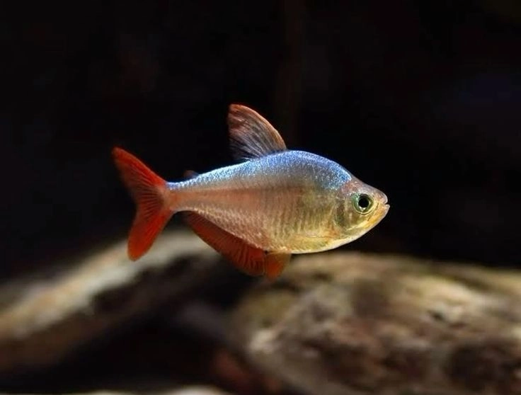 Congo Tetra Pair