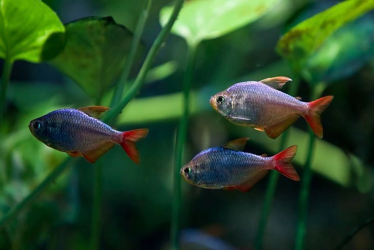 Congo Tetra Pair 2