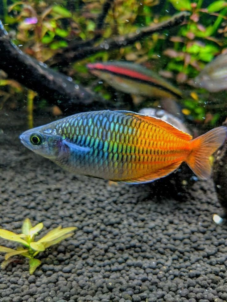 Bosmani Rainbow Shark Pair 2